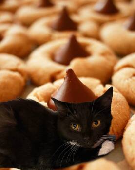 Domestic Short Hair Cats Available for Adoption - Hershey Kisses | PetCurious