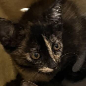 Brown Sugar -  Domestic Short Hair Cat for Adoption in Philadelphia, Pennsylvania - Brown Sugar | PetCurious