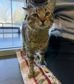 Domestic Short Hair Cats Available for Adoption in New Orleans, Louisiana - Wrigley | PetCurious