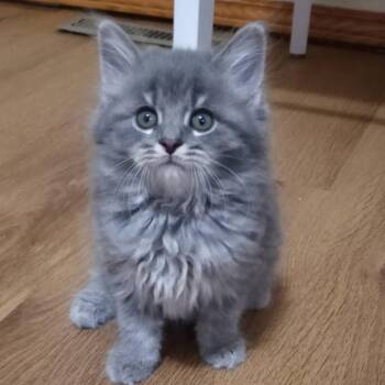 Marsha (Baby 6) -  Domestic Short Hair Cat for Adoption in Parkersburg, West Virginia - Marsha (Baby 6) | PetCurious