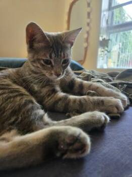 Gisčle -  Domestic Short Hair Cat for Adoption in Montreal, Quebec - Gisčle | PetCurious