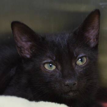 Dash -  Domestic Short Hair Cat for Adoption in Seattle, Washington - Dash | PetCurious