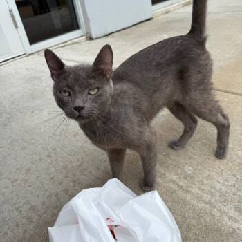Domino -  Domestic Short Hair Cat for Adoption in Okmulgee, Oklahoma - Domino | PetCurious