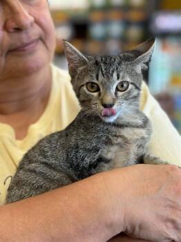 Thomas (Deb-fostered in TN) -  Tabby and Domestic Short Hair Cat for Adoption in Brighton, Tennessee - Thomas (Deb-fostered In TN) | PetCurious