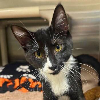 Bionicle -  Domestic Short Hair Cat for Adoption in Walnut Creek, California - Bionicle | PetCurious