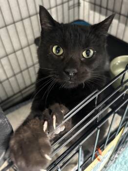 Mr. Mistoffelees -  Domestic Short Hair Cat for Adoption in Webster City, Iowa - Mr. Mistoffelees | PetCurious