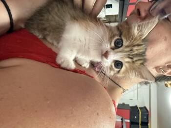 Domestic Medium Hair Cats Available for Adoption - Calla | PetCurious