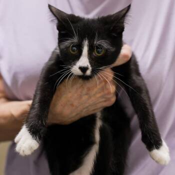 Mars -  Domestic Short Hair Cat for Adoption in Los Angeles, California - Mars | PetCurious