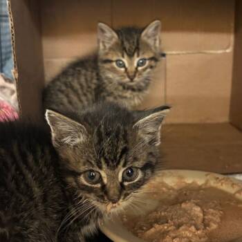 Rescue Domestic Medium Hair Cats for Adoption in Hudson, New York - Enid | PetCurious