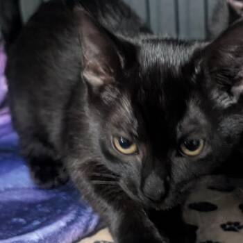 Domestic Short Hair Cats Available for Adoption in Jefferson City, Tennessee - Cinder | PetCurious