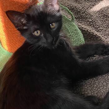 Rescue Domestic Short Hair Cats for Adoption in Buffalo, New York - Concord | PetCurious