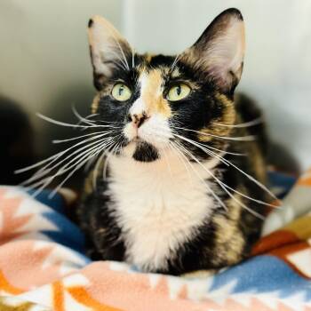 Ophelia -  Domestic Short Hair Cat for Adoption in Jackson Township, New Jersey - Ophelia | PetCurious