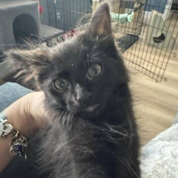 Salem -  Domestic Medium Hair Cat for Adoption in San Tan Valley, Arizona - Salem | PetCurious