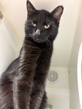 Rescue Domestic Short Hair Cats for Adoption in Johnson City, Tennessee - Binky (Salvage Ln) | PetCurious