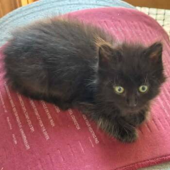 Hades -  Domestic Long Hair Cat for Adoption in Grand Rapids, Michigan - Hades | PetCurious