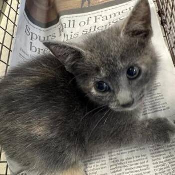 Rescue Domestic Short Hair Cats for Adoption in San Antonio, Texas - Misty | PetCurious
