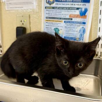 Domestic Short Hair Cats Available for Adoption in Fort Myers, Florida - MANDY | PetCurious