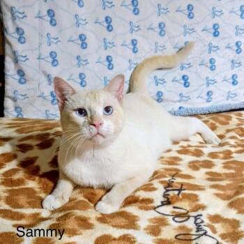 Sammy *Meet me at Eagan Petsmart* -  Domestic Short Hair Cat for Adoption in Buffalo, Minnesota - Sammy *Meet Me At Eagan Petsmart* | PetCurious