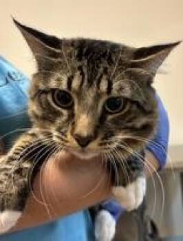Doug -  Domestic Long Hair Cat for Adoption in Ontario, New York - Doug | PetCurious
