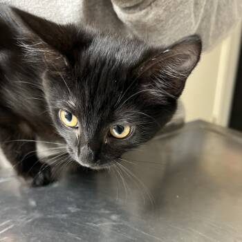 Rescue Domestic Short Hair Cats for Adoption in Pekin, Illinois - Winter | PetCurious