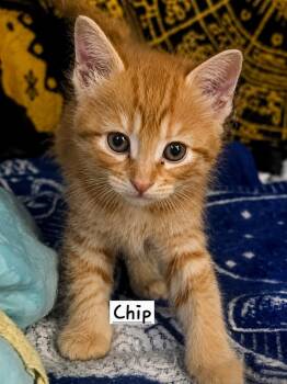 Tabby Cats Available for Adoption in Calimesa, California - Chip | PetCurious