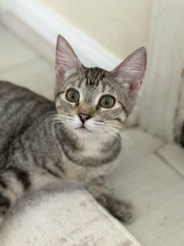 Daisy -  Domestic Short Hair Cat for Adoption in Youngtown, Arizona - Daisy | PetCurious