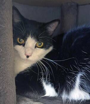Bailey (at Smitten Kitten) -  Domestic Short Hair Cat for Adoption in Fishers, Indiana - Bailey (at Smitten Kitten) | PetCurious