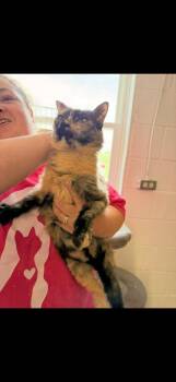 Willow -  Domestic Short Hair Cat for Adoption in Camden, Tennessee - Willow | PetCurious