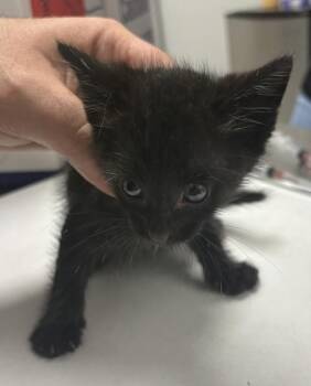 Pen 38 -  Domestic Short Hair Cat for Adoption in Lawrenceville, Georgia - Pen 38 | PetCurious