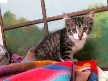 Domestic Long Hair and Domestic Short Hair Cats Available for Adoption in Houston, Texas - EILEEN | PetCurious