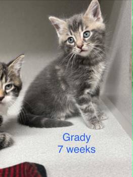 Domestic Medium Hair Cats Available for Adoption in Fayetteville, West Virginia - Grady | PetCurious