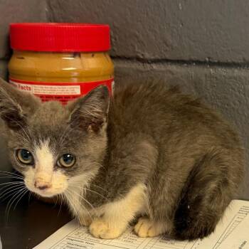 TUSC-Stray-84871_2_3 -  Domestic Short Hair Cat for Adoption in Tuscaloosa, Alabama - TUSC-Stray-84871_2_3 | PetCurious