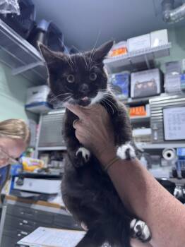 Mr Qi -  Domestic Short Hair Cat for Adoption in Colorado Springs, Colorado - Mr Qi | PetCurious