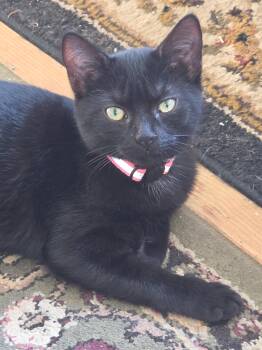 Castor -  Domestic Short Hair Cat for Adoption in Statesboro, Georgia - Castor | PetCurious