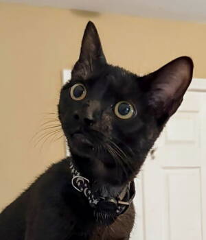 Rescue Bombay Cats for Adoption in Knoxville, Tennessee - Mist | PetCurious