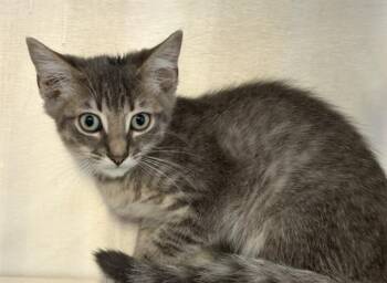 HOPKINS -  Domestic Short Hair Cat for Adoption in Tustin, California - HOPKINS | PetCurious