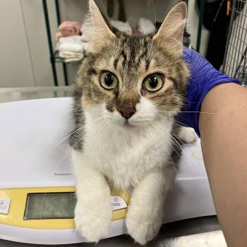 109120 -  Domestic Medium Hair Cat for Adoption in Las Cruces, New Mexico - 109120 | PetCurious