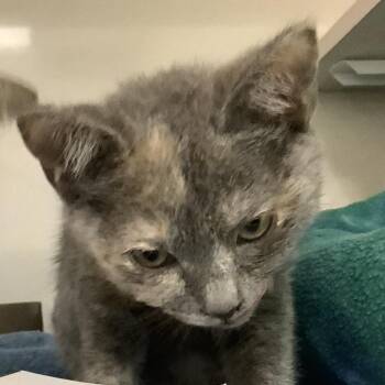 Maisy (lilac collar) -  Domestic Short Hair Cat for Adoption in Redwood City, California - Maisy (lilac Collar) | PetCurious