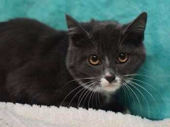 Boots -  Domestic Short Hair Cat for Adoption in Portland, Oregon - Boots | PetCurious