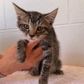 Domestic Short Hair Cats Available for Adoption in Evensville, Tennessee - Truman | PetCurious