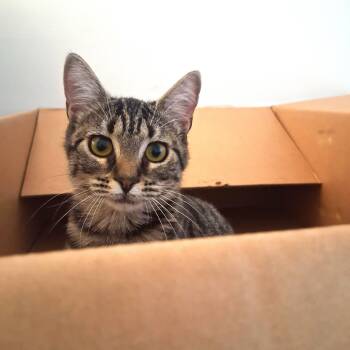 Rescue Domestic Short Hair Cats for Adoption in Beaufort, South Carolina - Pixie | PetCurious