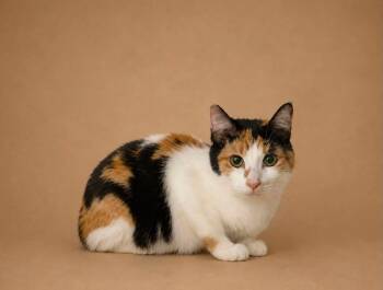 Naomi -  Domestic Short Hair Cat for Adoption in Columbia, Tennessee - Naomi | PetCurious