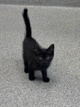 Ursula -  Domestic Short Hair Cat for Adoption in Daphne, Alabama - Ursula | PetCurious