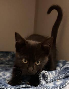 Rescue Domestic Short Hair Cats for Adoption in Mason City, Iowa - Agatha | PetCurious
