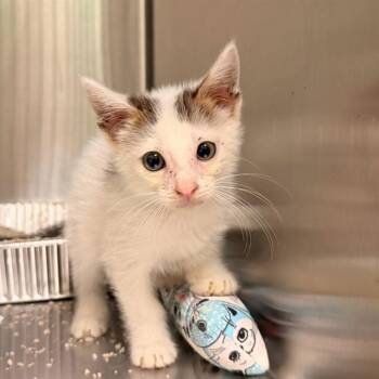 COOLWHIP -  Domestic Short Hair Cat for Adoption in Tustin, California - COOLWHIP | PetCurious