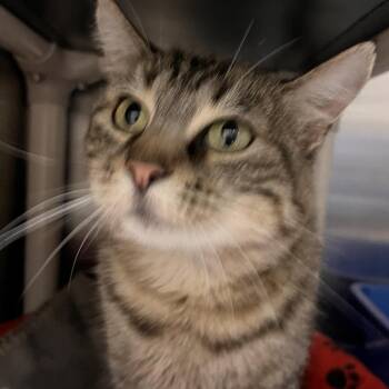 Sylvie -  Domestic Short Hair Cat for Adoption in Kanab, Utah - Sylvie | PetCurious