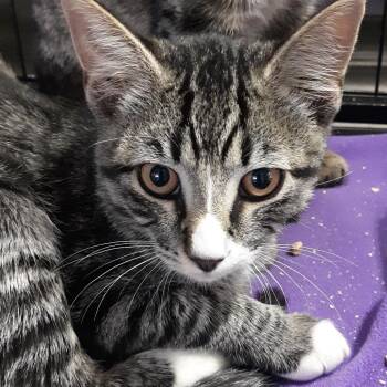 Wolfsbane -  Domestic Short Hair Cat for Adoption in Spokane, Washington - Wolfsbane | PetCurious