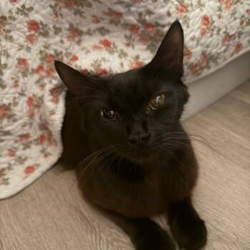 Ingrid -  Domestic Medium Hair Cat for Adoption in West Palm Beach, Florida - Ingrid | PetCurious