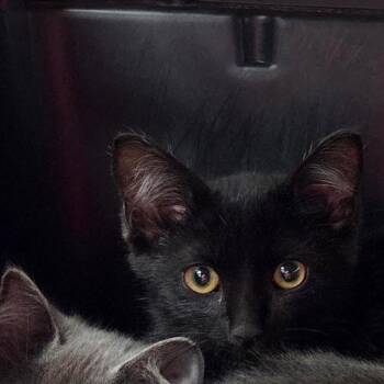 Chilly -  Domestic Short Hair Cat for Adoption in Chattanooga, Tennessee - Chilly | PetCurious