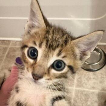Renji FKA Al -  Domestic Short Hair Cat for Adoption in Chesapeake, Virginia - Renji FKA Al | PetCurious